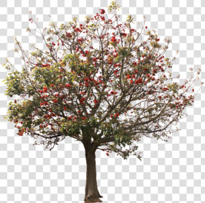  arbol  tree  árboles  trees   Riberry  HD Png Download