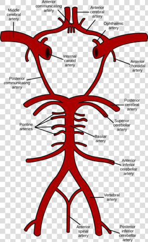 Circle Of Willis  HD Png Download