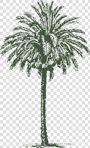 Evergreen plant arecales   Arabian Palm Tree  HD Png Download