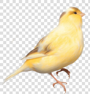 Domestic Canary Bird Parrot Finch   Yellow Bird Transparent Background  HD Png Download