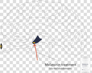 The Right Type And Dose Of Melatonin  At The Right   Illustration  HD Png Download