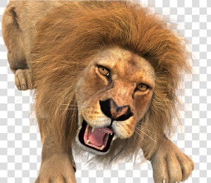 Animal  Lion  Male  King Of The Beasts  Big Cat  Wild   Lion Hunting Transparent Background  HD Png Download