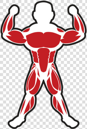 Muscles Clipart Skeletal Muscle   Skeletal Muscle Clip Art  HD Png Download