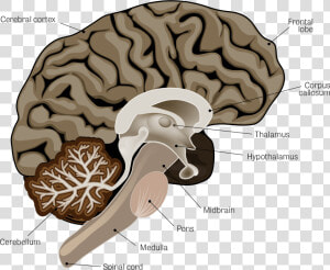 Parkinsons Brain  HD Png Download