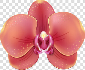 Orchids  HD Png Download