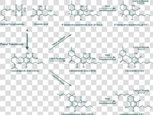 Diagram   Tetrahydrocannabivarin Thcv Synthase  HD Png Download