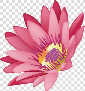 Transparent Water Lilies Png   Water Lily  Png Download