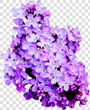 Lavender Cut Flowers Lilac   Lavender Color Flower Png  Transparent Png