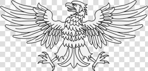 Transparent Eagle Feather Png   Bald Eagle  Png Download