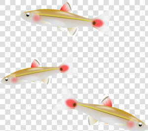 Minnow Clipart   Small Fish Png  Transparent Png