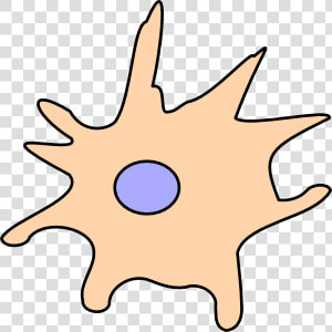 Dendritic Cell Png Clipart   Png Download   Dendritic Cell Clipart  Transparent Png