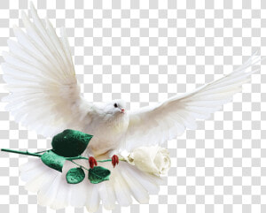 Columbidae Columba Clip Art   White Dove With White Rose  HD Png Download