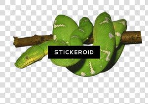 Nopal   Green Snake Transparent Background  HD Png Download