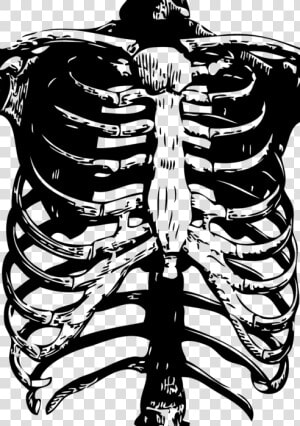 Skeleton Rib Cage Print  HD Png Download