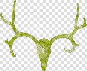 Deer Skull Antler Clipart Free Clip Art Images   Antler  HD Png Download