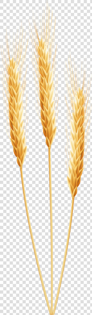 Grain Clip Art   Wheat Clipart Png  Transparent Png