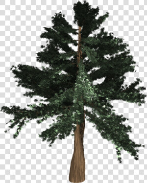 Tree  Evergreen  Isolated  Pine  Spruce  Redwood   Coast Redwood  HD Png Download