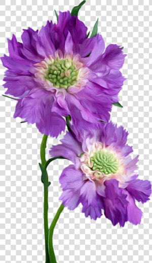 Asters Flowers Png Image File   Happy Monday  Transparent Png