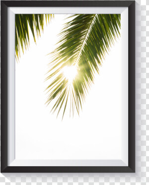 Scandi Light Leak Palm Frond Minimal Nordic Print   Sabal Minor  HD Png Download