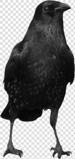 Now You Can Download Crow Png In High Resolution   Transparent Background Black Crow Png  Png Download