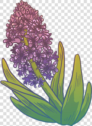 Hyacinth  HD Png Download