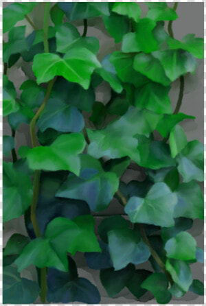 Vines  Climbing Plant Poster 20 X30   Climbing Vines Zoom  HD Png Download