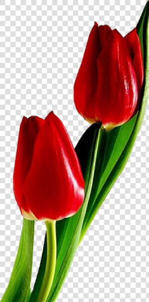 Red Tulips  HD Png Download