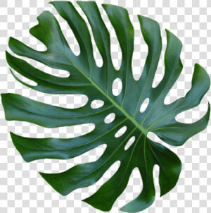 Monstera Leaf Png   Png Download   Monstera Deliciosa  Transparent Png