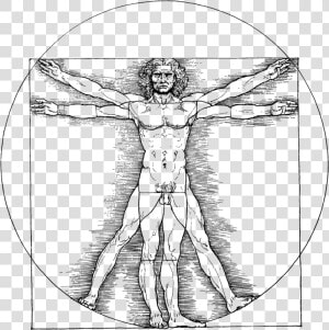 Vitruvian Man Png   Da Vinci Vitruvian Man Png  Transparent Png