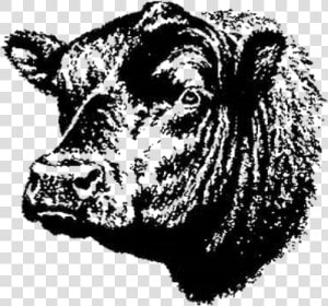 Angus Bull Head Transparent  HD Png Download