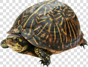 Turtle Png   Box Turtle Png  Transparent Png