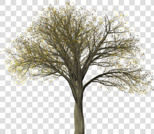 Tree elm elm Pictures  Free Photos  Free Images  Royalty   American Elm Tree Silhouette Png  Transparent Png