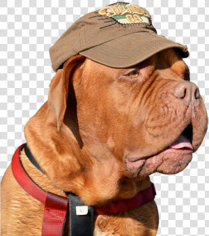 Dog  Pet  Cap  Funny  Cute  Expressions  Bordeaux Dog   Dogue De Bordeaux Iphone Cover  HD Png Download