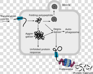 Endoplasmic Reticulum Associated Protein Degradation   Endoplasmic Reticulum Associated Degradation  HD Png Download