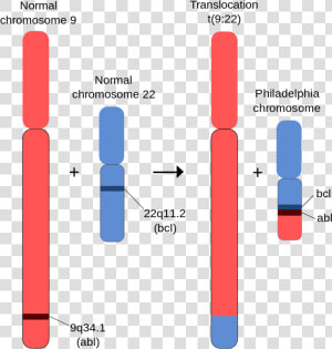 Homologous And Nonhomologous Chromosomes  HD Png Download