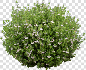 Ozbreed Aussie Box®   White Flower Shrub Png  Transparent Png