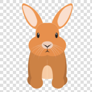 Domestic Rabbit  HD Png Download