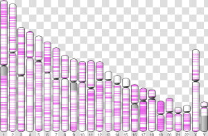 Plot Of Integration Sites On Chromosomes  HD Png Download