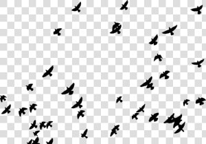 Flock  Birds  Animals  Pigeons  Flying  Silhouette    Picsart Sticker  HD Png Download