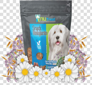 Coton De Tulear  HD Png Download