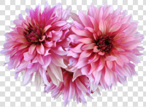 Free Png Dahlia Png Images Transparent   Pink Dahlia Png  Png Download