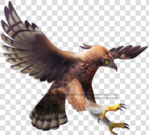 Thumb Image   Javan Hawk Eagle Png  Transparent Png