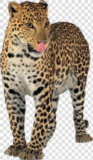 Jaguar Png Images Free   Jaguar Png Transparent  Png Download