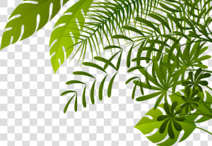 Jungle Png Image   Jungle Png  Transparent Png