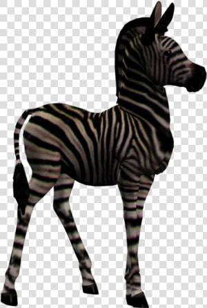 Quagga  HD Png Download