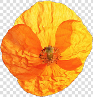 California Poppy Png   Corn Poppy  Transparent Png