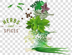 Transparent Vegetable Png   Herbs Vector Png  Png Download