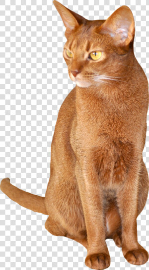 Abyssinian Chausie Burmese Cat German Rex Somali Cat   Transparent Background Abyssinian Cat Png  Png Download