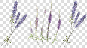  lavander  lavender  freetoedit  flowers  flower  wildflower   Lavender Temporary Tattoo  HD Png Download