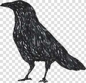 Collection Of Free Crow Drawing Unique Download On   Png Drawings Crow  Transparent Png